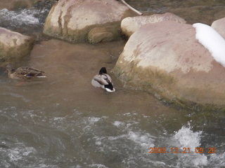 60 6qm. Zion National Park - Emerald Pools hike - duck