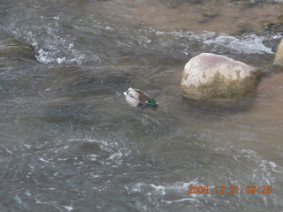 61 6qm. Zion National Park - Emerald Pools hike- duke