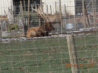 drive from zion to saint george - moose in Springdale