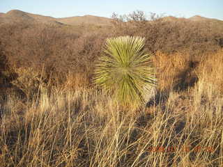 5 6ra. Tombstone run - local flora