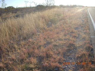 10 6ra. Tombstone run - grass glowing in sunlight