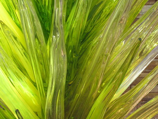 beth's Dale Chihuly pictures -