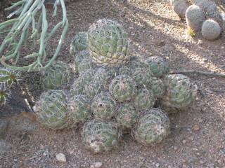 beth's Dale Chihuly pictures -