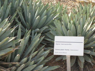 beth's Dale Chihuly pictures -