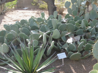 beth's Dale Chihuly pictures -