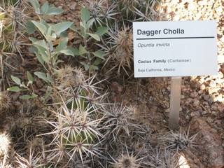 beth's Dale Chihuly pictures -