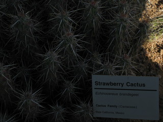 beth's Dale Chihuly pictures -