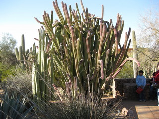 beth's Dale Chihuly pictures -