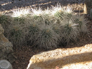 beth's Dale Chihuly pictures -