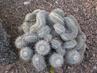 beth's Dale Chihuly pictures -