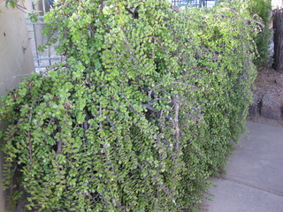 beth's Dale Chihuly pictures -