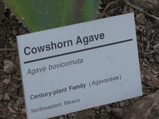 beth's Dale Chihuly pictures -