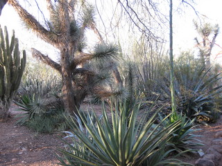 beth's Dale Chihuly pictures -