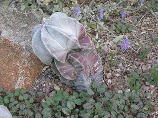 beth's Dale Chihuly pictures -