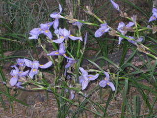 beth's Dale Chihuly pictures -