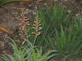 beth's Dale Chihuly pictures -