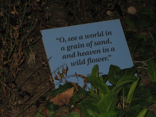 beth's Dale Chihuly pictures -