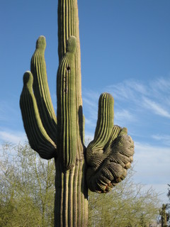 beth's Dale Chihuly pictures - Dita