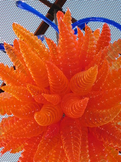 beth's Dale Chihuly pictures -