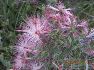 Cave Creek mine hike - pink flowers