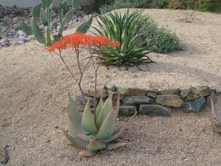 beth's pictures - Cave Creek mine hike - red flowers