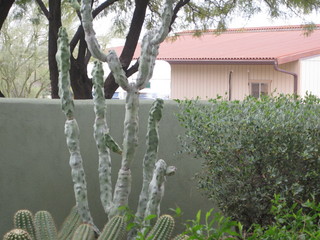 beths' pictures - Dita's partly-yellow house