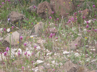 beth's pictures - Cave Creek mine hike - purple flowers