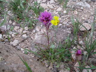 beth's pictures - Cave Creek mine hike