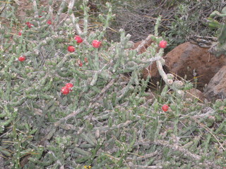 beth's pictures - Cave Creek mine hike - red flowers
