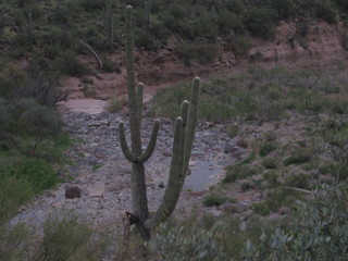 beth's pictures - Cave Creek mine hike - purple and yellow flowers