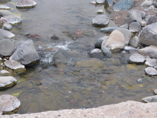 beth's pictures - Cave Creek mine hike - purple and red flowers