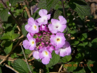 purple flowers at Pima Center