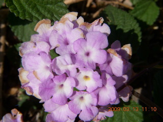 purple flowers at Pima Center