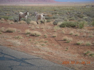 Monument Valley (UT25) run - horses