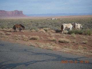 Monument Valley (UT25) run - horses