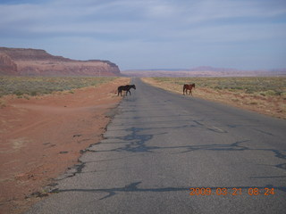 Monument Valley (UT25) run - horses