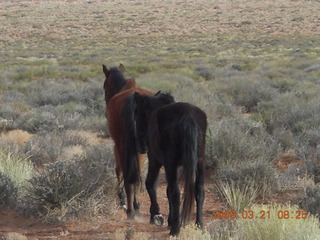 Monument Valley (UT25) run - horses