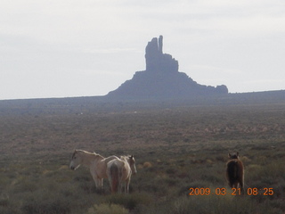 Monument Valley (UT25) run - horses