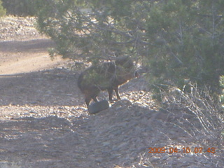 Chapman Ranch run - javelina