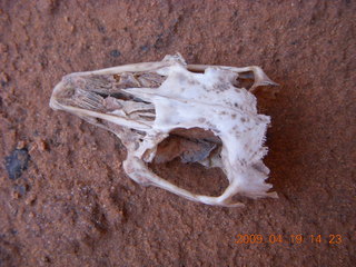 86 6uk. Arches National Park - Fiery Furnace hike - rodent skull