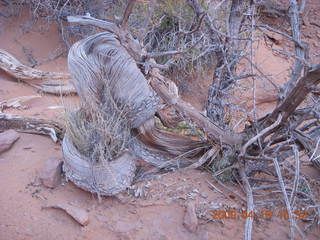 Arches National Park - Fiery Furnace hike - twisted tree