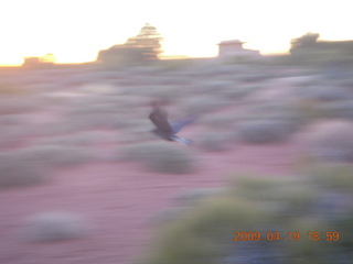 231 6uk. Canyonlands National Park - blurry raven flying