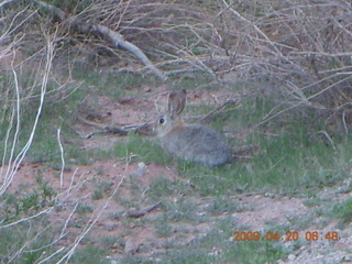 6 6ul. Arches National Park - Devil's Garden hike - bunny rabbit