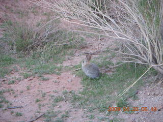 8 6ul. Arches National Park - Devil's Garden hike - bunny rabbit