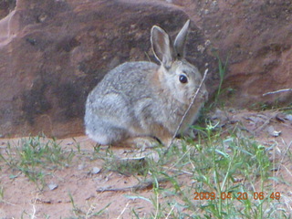 9 6ul. Arches National Park - Devil's Garden hike - bunny rabbit
