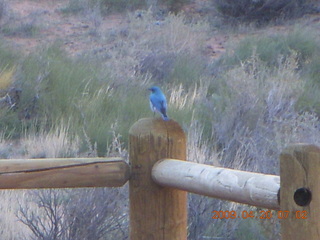 14 6ul. Arches National Park - Devil's Garden hike - blue bird