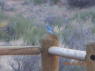 15 6ul. Arches National Park - Devil's Garden hike - blue bird