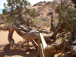 116 6ul. Arches National Park - Devil's Garden hike - two twisted Juniper trees