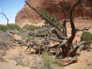 117 6ul. Arches National Park - Devil's Garden hike - two twisted Juniper trees