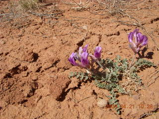 Fry Canyon (UT74) - purple flowers